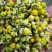 洋甘菊泡茶选货1斤包邮量大优惠
