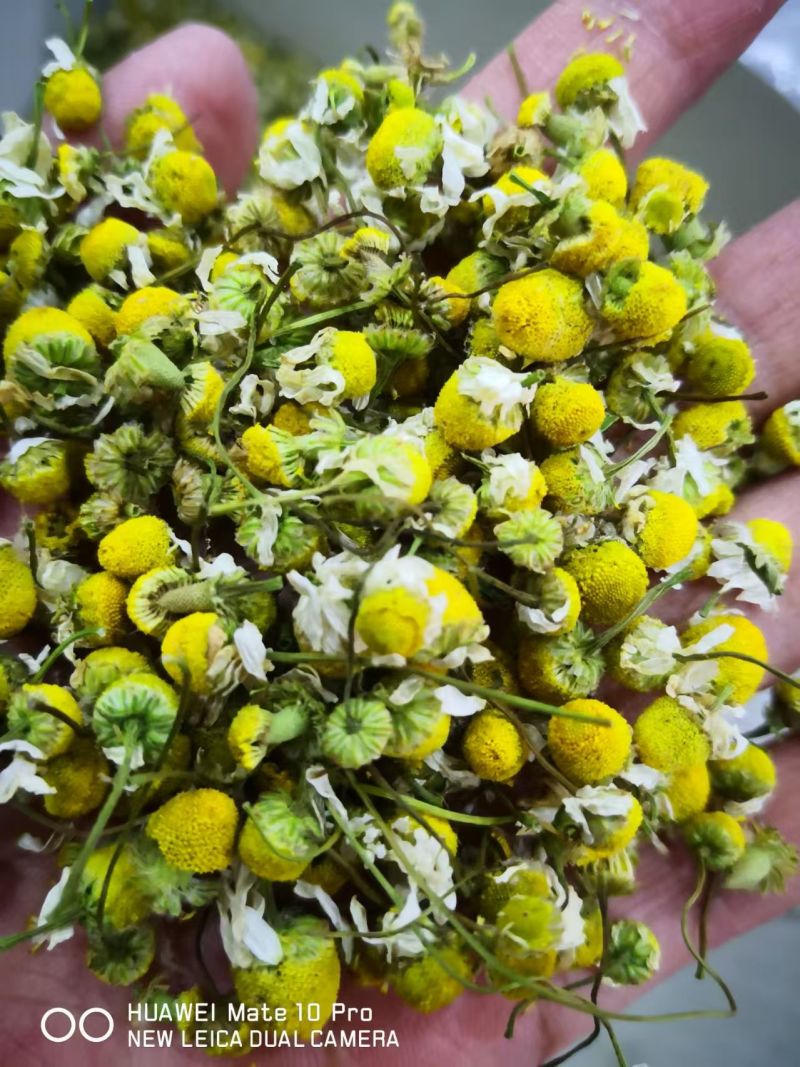 洋甘菊泡茶选货1斤包邮量大优惠