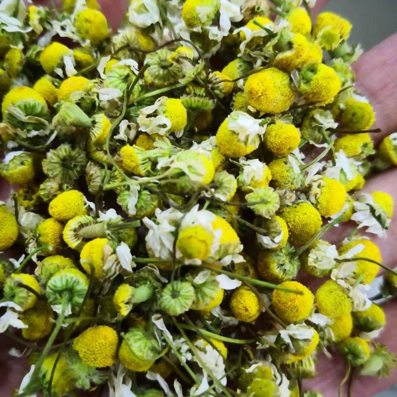 洋甘菊泡茶选货1斤包邮量大优惠