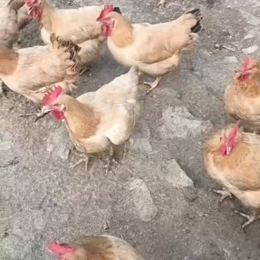 ，果园鸡，三黄鸡