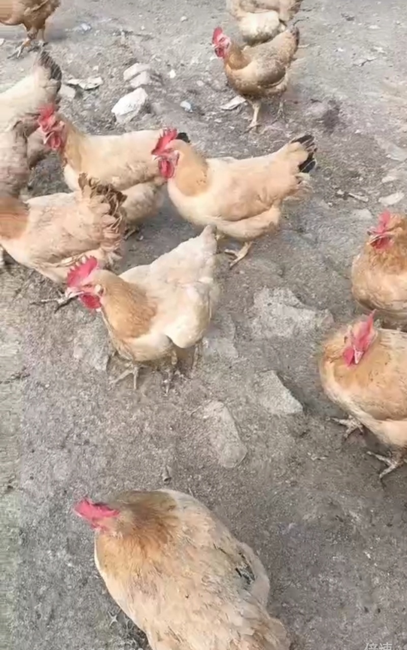 ，果园鸡，三黄鸡