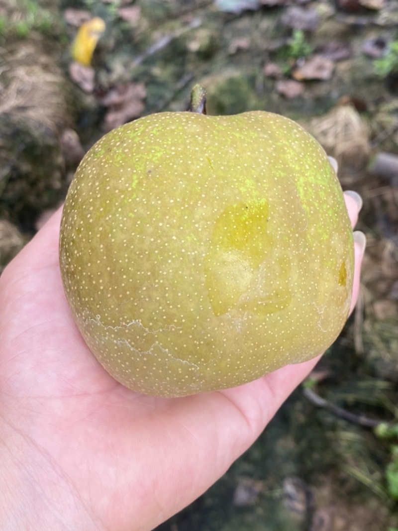 脆冠梨