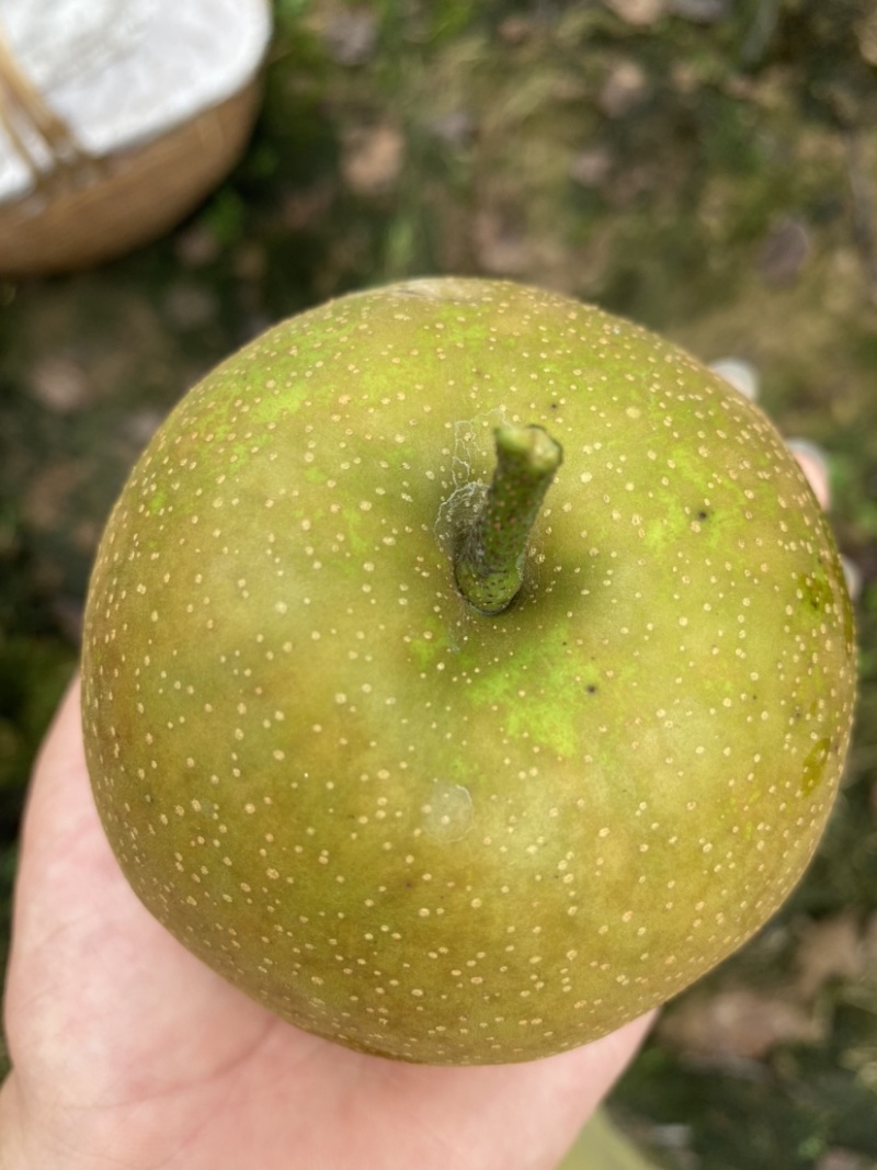 脆冠梨