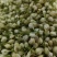 茉莉花新货茉莉花干大货批发零售假一赔十颜色好干净无杂