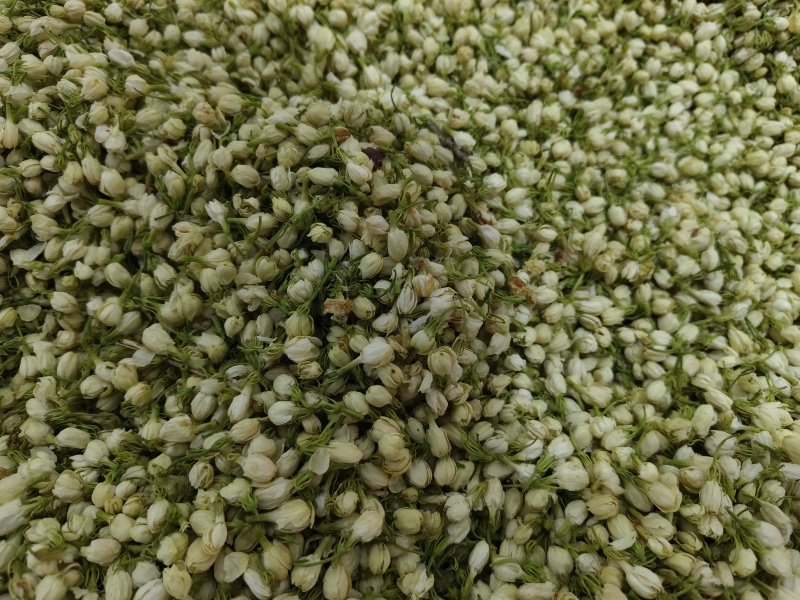 茉莉花新货茉莉花干大货批发零售假一赔十颜色好干净无杂