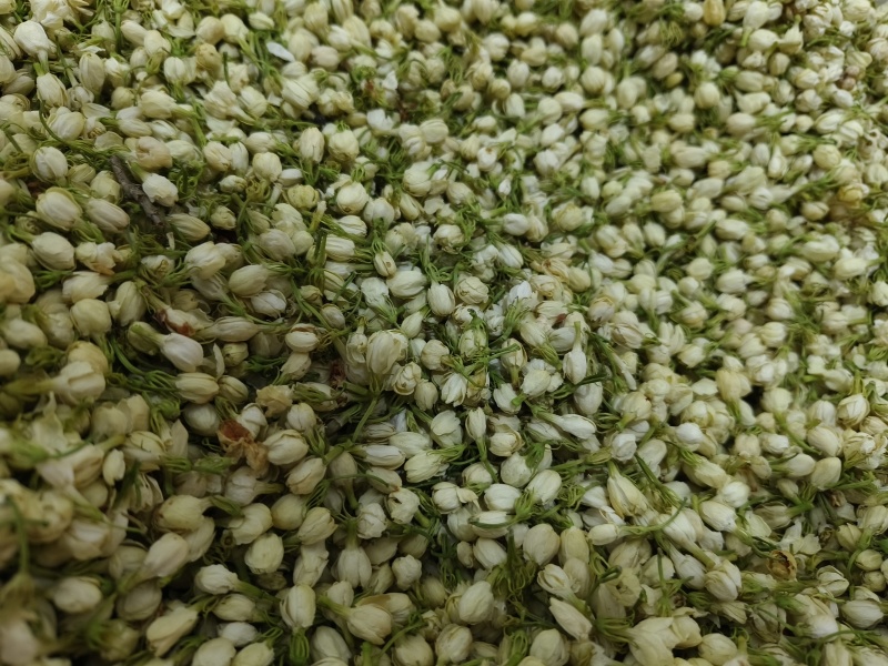 茉莉花新货茉莉花干大货批发零售假一赔十颜色好干净无杂