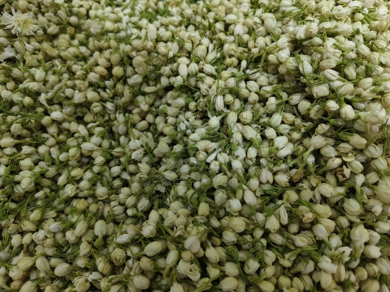 茉莉花新货茉莉花干大货批发零售假一赔十颜色好干净无杂