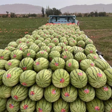 硒砂瓜宁夏石头瓜中卫硒砂瓜产地直发质量三包