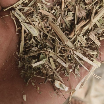 出售花生秧
