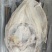 清江鱼