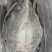 清江鱼