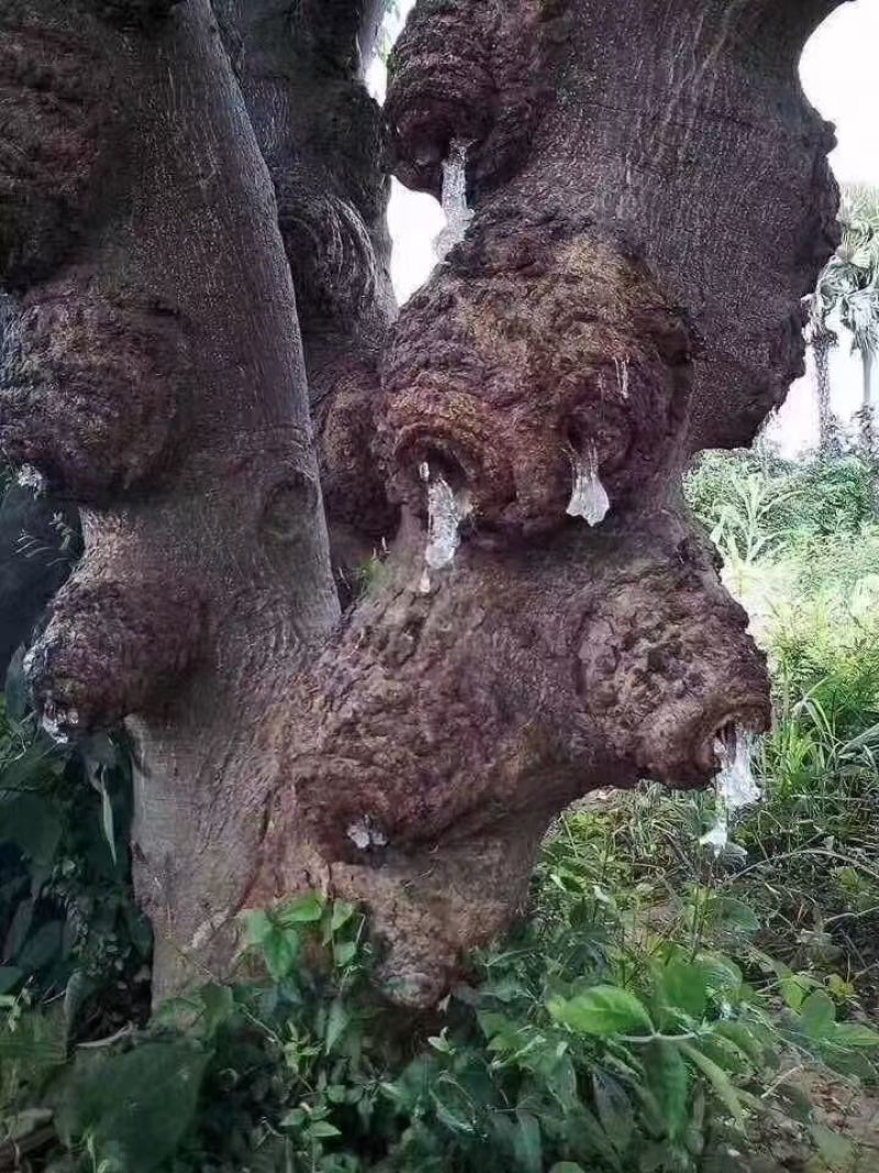 雪燕天然拉丝植物燕窝2斤包邮量大优惠