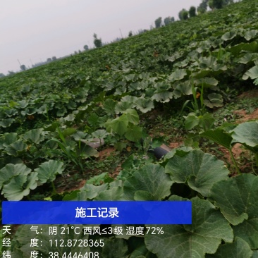 贝贝南瓜