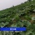 贝贝南瓜