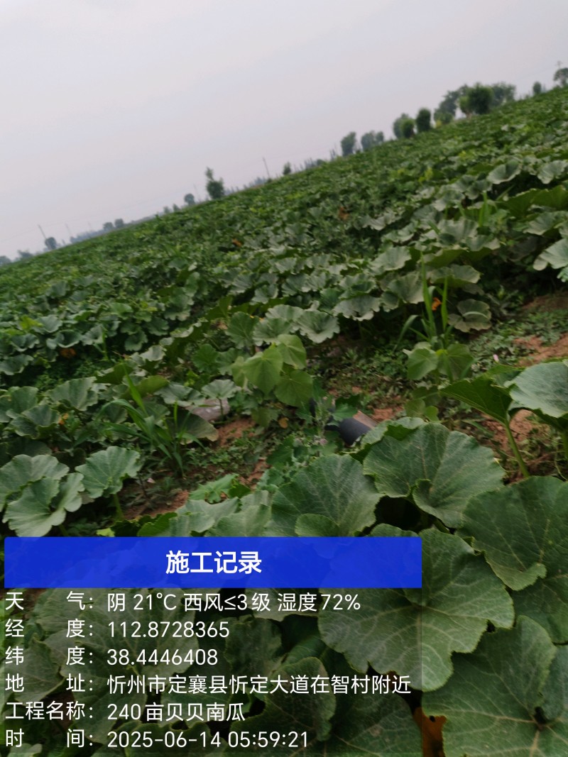 贝贝南瓜
