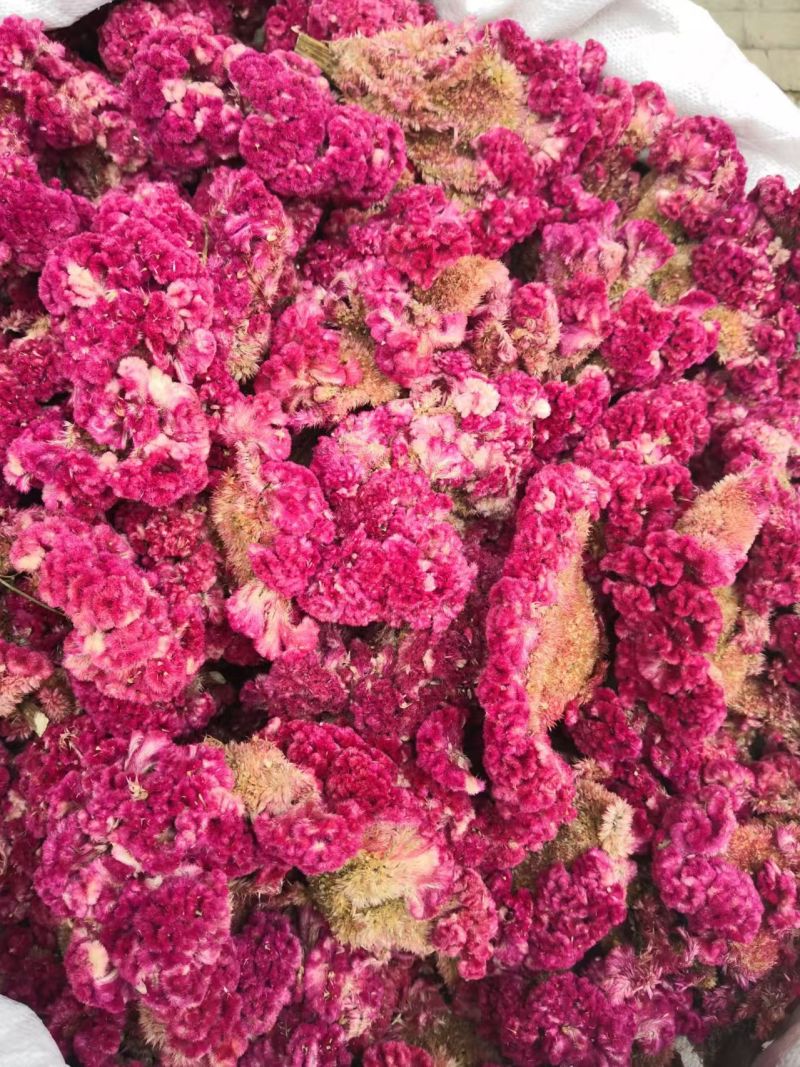 鸡冠花选货干货2斤包邮量大优惠