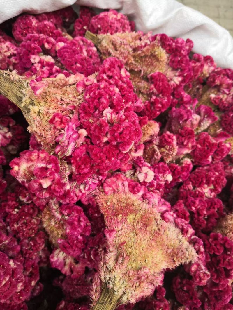 鸡冠花选货干货2斤包邮量大优惠