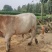 活牛养殖