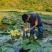8-10朵精选台湾九品香水莲花茶独立包装基地直发包邮十三品花