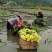 8-10朵精选台湾九品香水莲花茶独立包装基地直发包邮十三品花