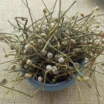 谷精草地道选货2斤包邮量大优惠