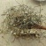 谷精草地道选货2斤包邮量大优惠