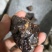 儿茶干货中药材2斤包邮量大优惠