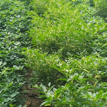黄泡椒，小米椒