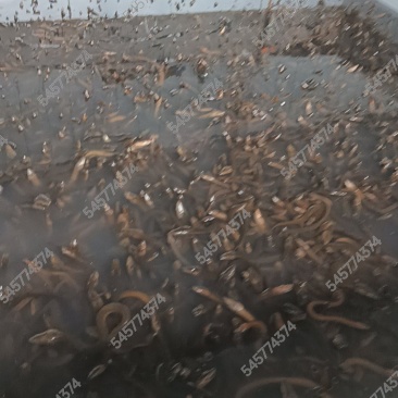 养殖黄鳝3两到一斤的都有预计库存有9000+斤，现货出售