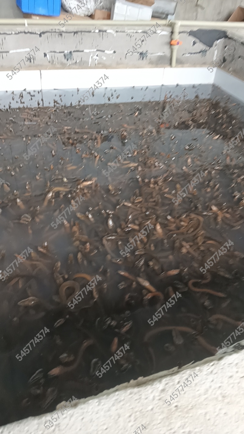 养殖黄鳝3两到一斤的都有预计库存有9000+斤，现货出售