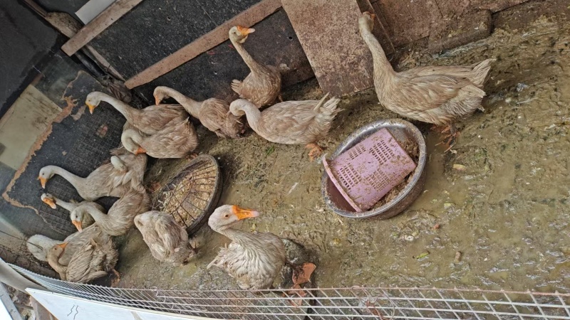 家养大鹅