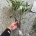 荔枝树苗全平台一件代发带土带叶，通票全国飞