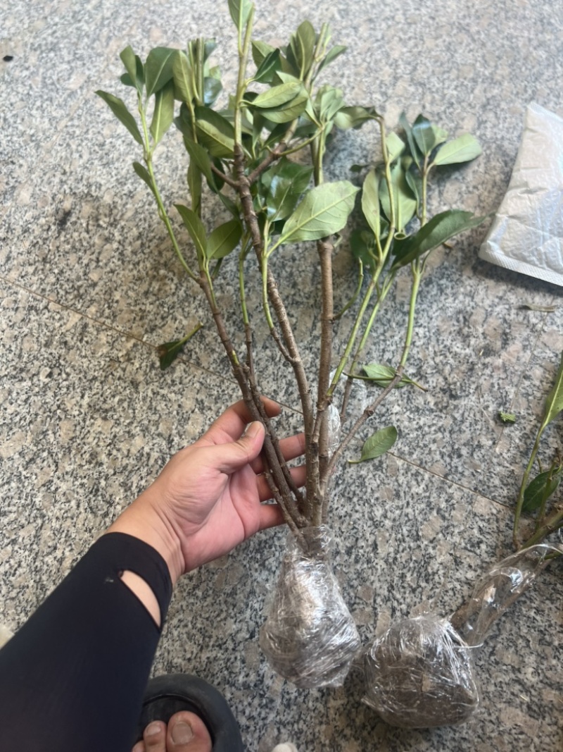 荔枝树苗全平台一件代发带土带叶，通票全国飞