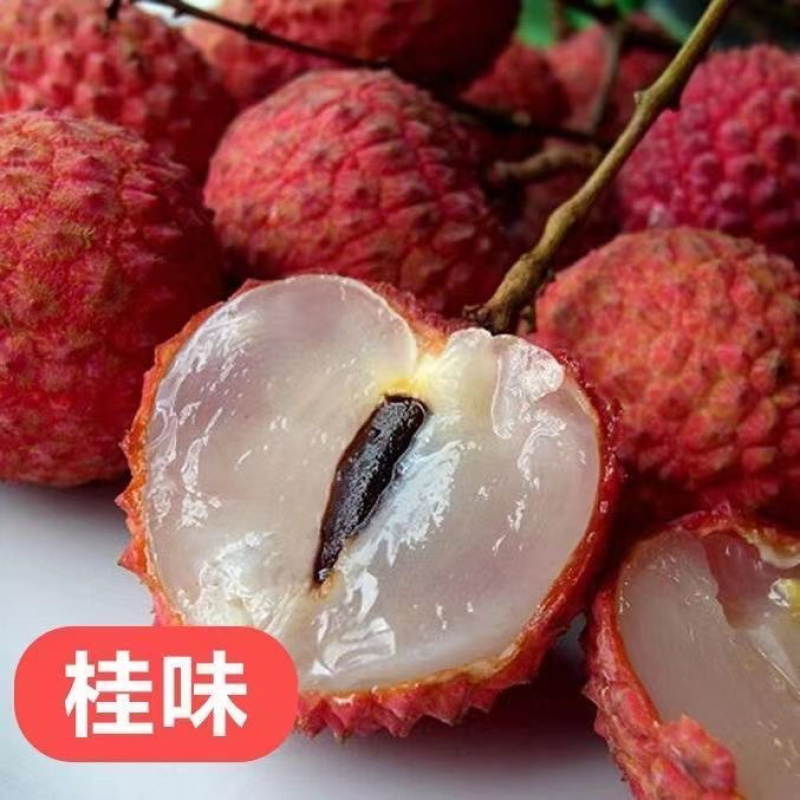 荔枝树苗全平台一件代发带土带叶，通票全国飞