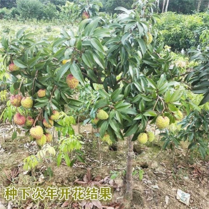 荔枝树苗全平台一件代发带土带叶，通票全国飞