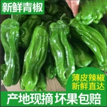 现摘辣椒新鲜蔬菜青椒微辣辣椒不辣杭椒虎皮苏椒
