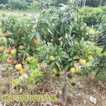 荔枝树苗全平台一件代发带土带叶，通票全国飞