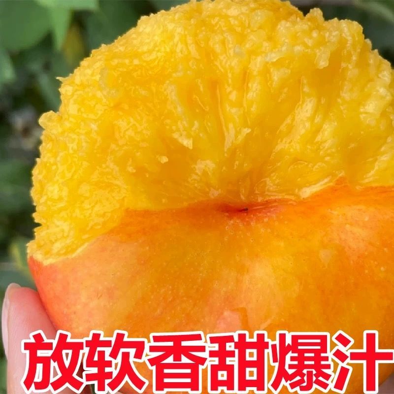 蟠桃9号一手货源品质保证好吃不贵量大价优对接全国客商
