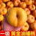 蟠桃9号一手货源品质保证好吃不贵量大价优对接全国客商
