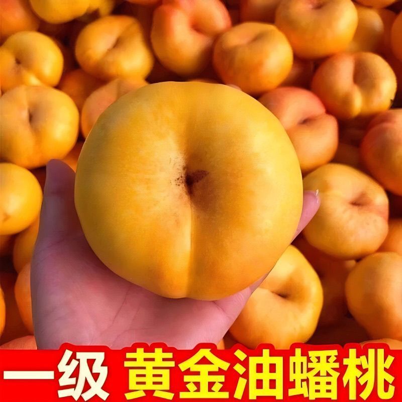 蟠桃9号一手货源品质保证好吃不贵量大价优对接全国客商