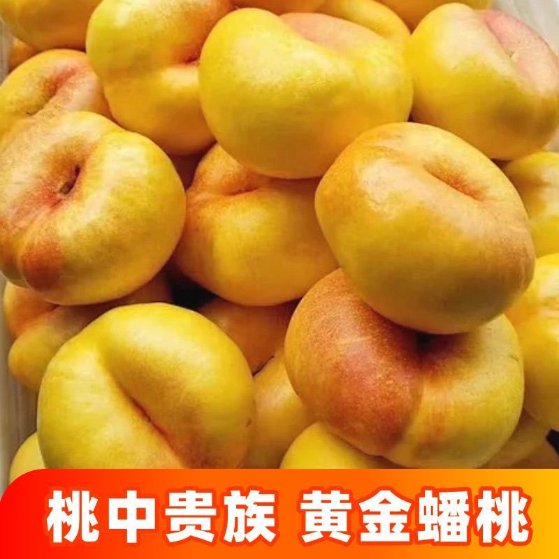 蟠桃9号一手货源品质保证好吃不贵量大价优对接全国客商