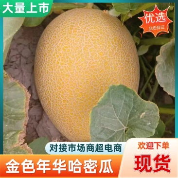 【金色年华】哈密瓜黄金蜜25产地直发可对接市场商超电商