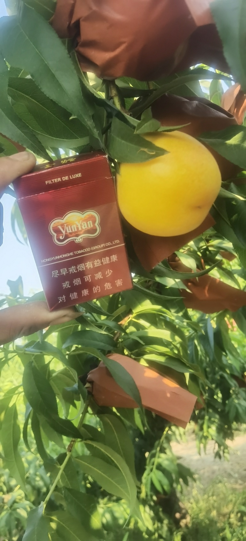 黄油桃