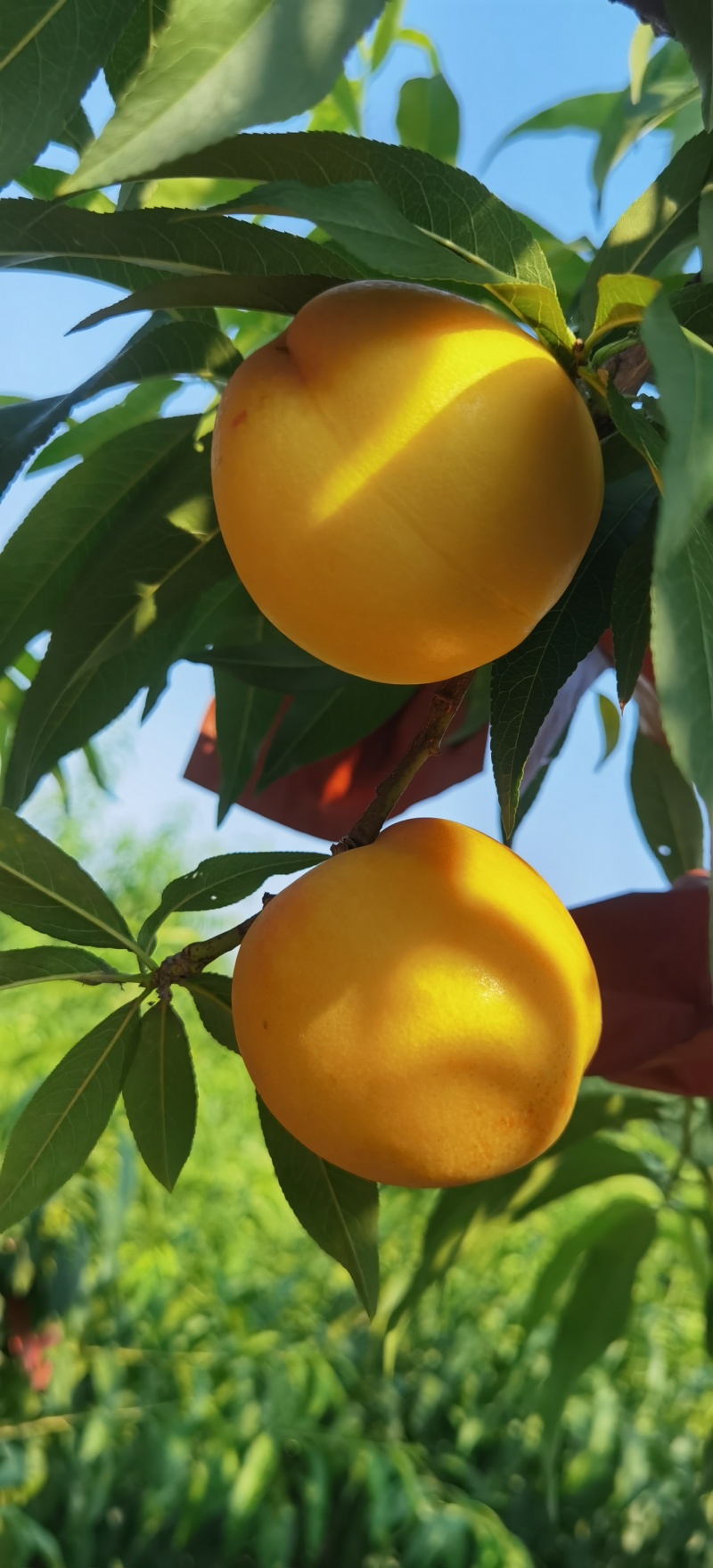 黄油桃