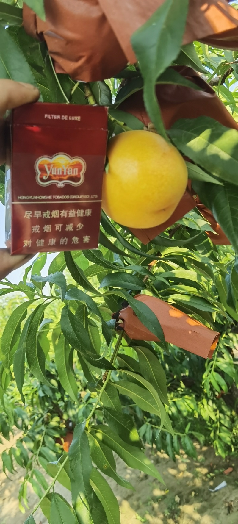 黄油桃