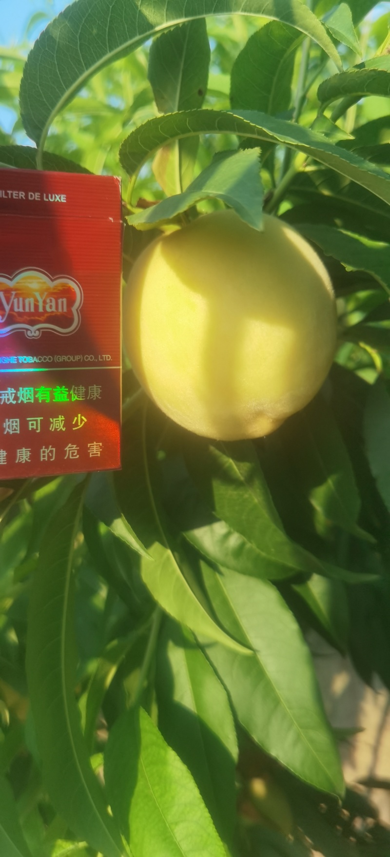 黄油桃