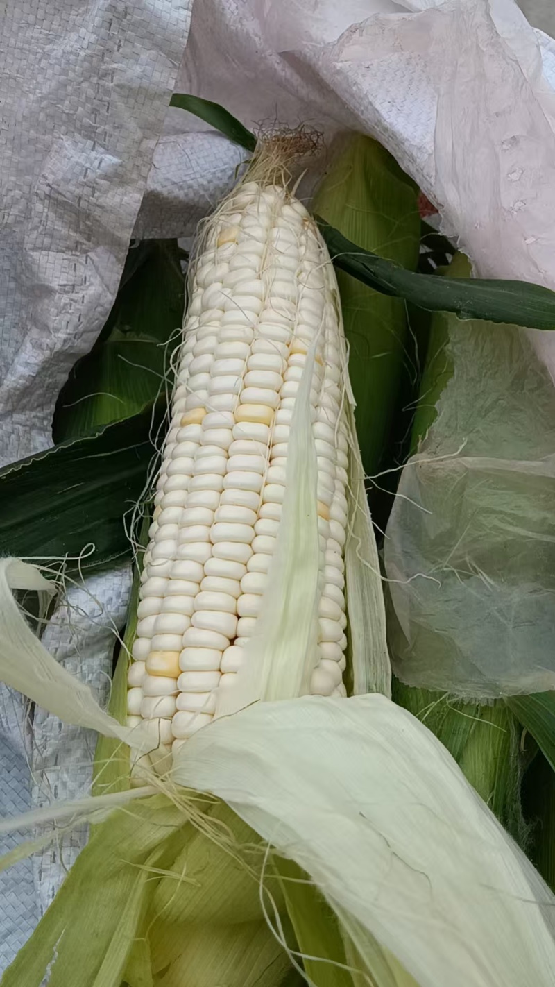 白糯甜玉米
