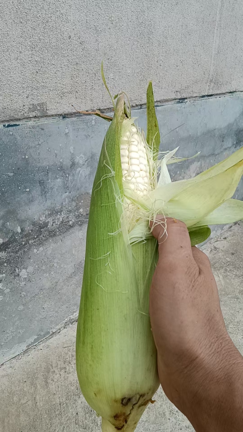 白糯甜玉米