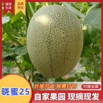 【哈密瓜】海南晓蜜25哈密瓜产地直发品质保障量大从优对接