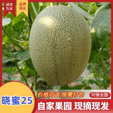 【哈密瓜】海南晓蜜25哈密瓜产地直发品质保障量大从优对接